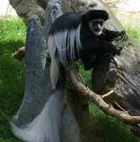 Colobus