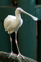 Spoonbill