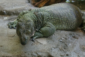 Monitor lizard