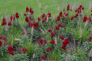 Snapdragons and ornamental grasses