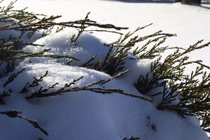 Snow covered bush