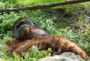 Relaxed orangutan
