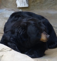 Black bear