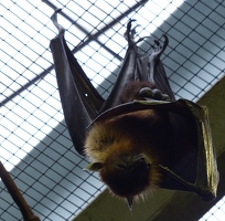 Napping big bat