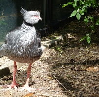 Southern screamer