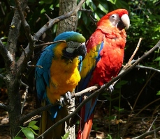 Colorful parrots