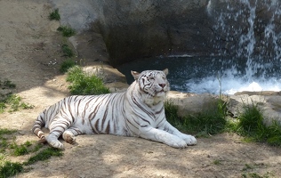 Tiger by waterfall