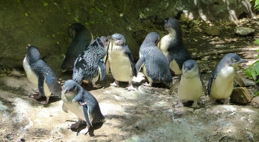 Little penguins