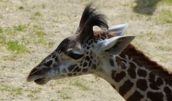 Giraffe head