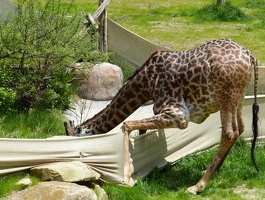 The grass is always tastier on the other side of the fence