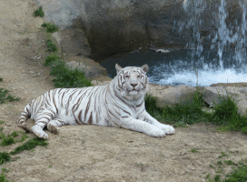 Tiger yawn