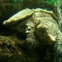 Turtle