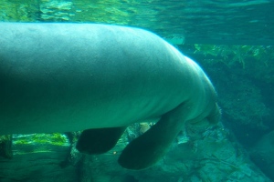 Manatee