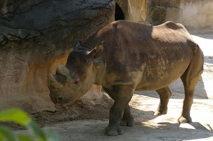 Rhino