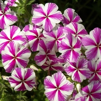 Flowers along path