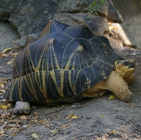 Tortoise