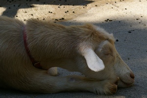 Goat having a nap in petting zoo