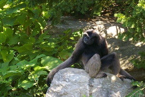 Cincinnati Zoo