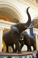 Elephants