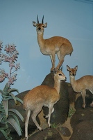 Klipspringer