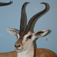 Horned