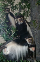 Primates