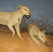 Man-eating lions