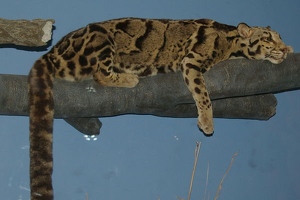 Clouded leopard