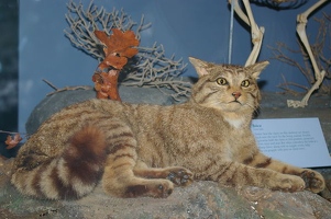 Eurasian wild cat