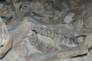 Fossilized rhino bones