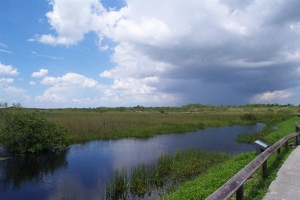 Everglades