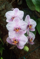 Orchids