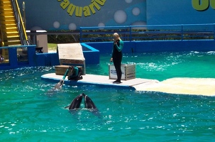 Dolphins performing