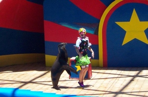 Sea lion show