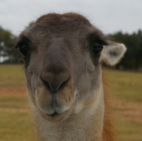 Guanaco