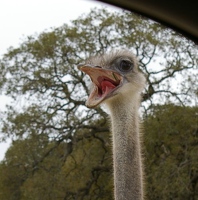 Ostrich