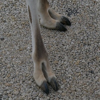 Guanaco feet
