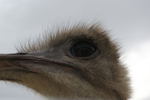 Ostrich