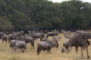 Wildebeest herd