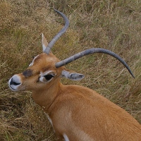 Antelope of some sort