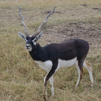 Blackbuck