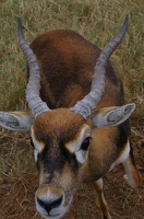 Young male blackbuck