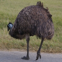 Emu