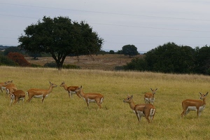 Herd of female blackbuck