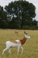 White and tan