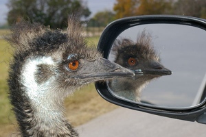 Emu