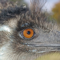 Eye of emu