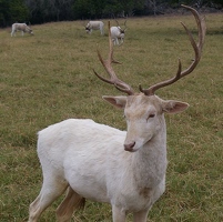 Light tan deer