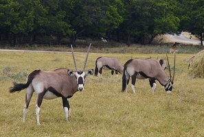 Gemsbok