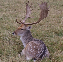 Fallow deer